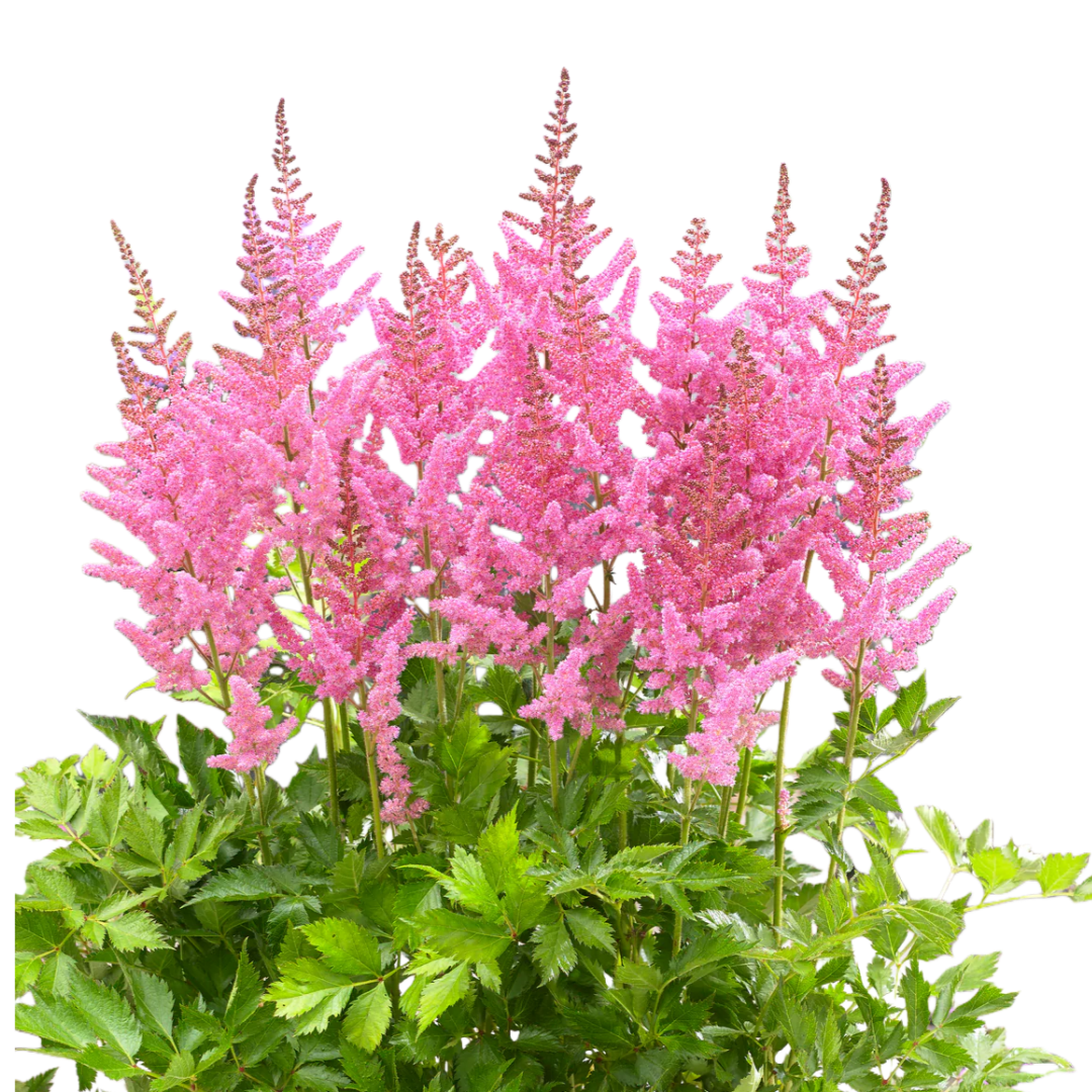 Astilbe chinensis 'Vision in Pink'
