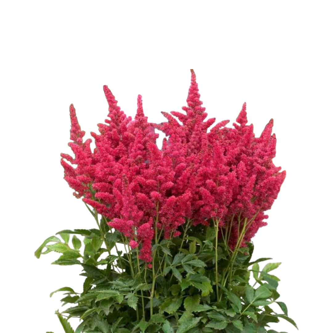 Astilbe x arendsi Short n Sweet 'Fireberry'