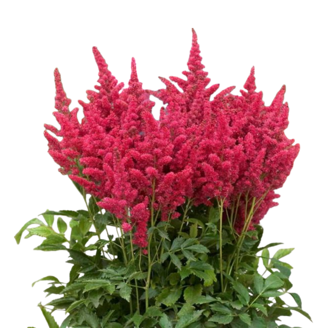 Astilbe x arendsii Short n Sweet 'Fireberry'