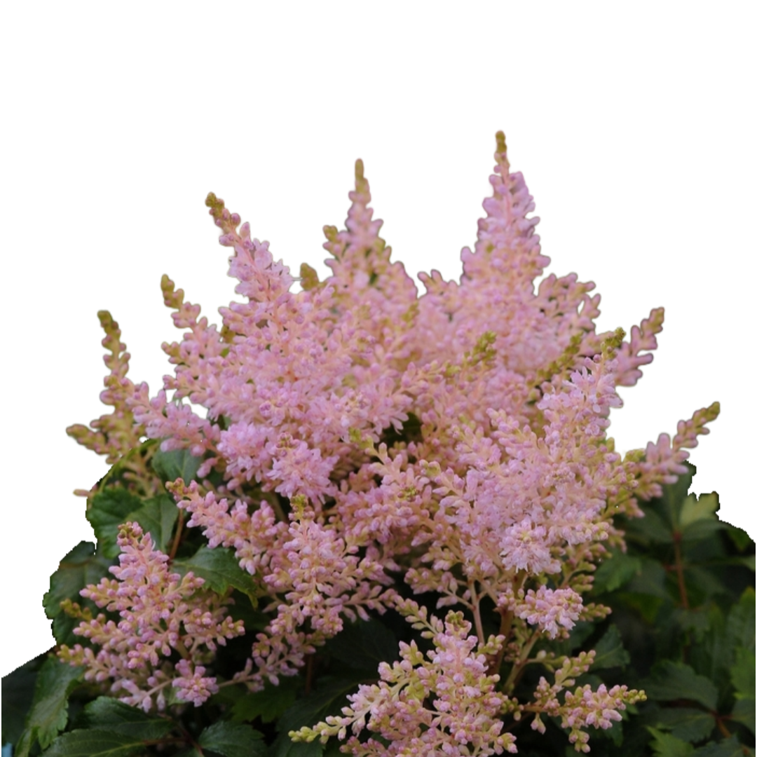 Astilbe x arendsii Short n Sweet 'Sugarberry'