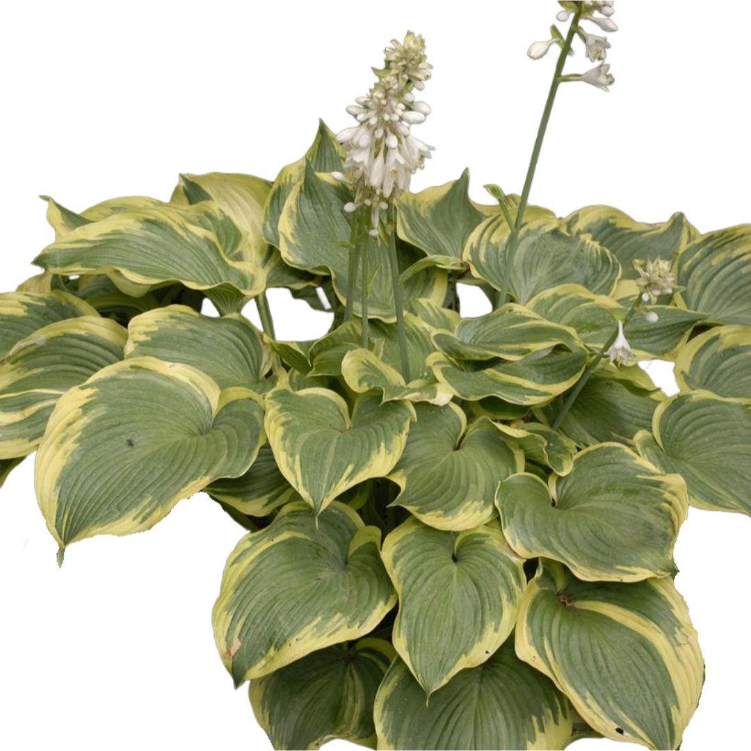 Hosta 'Earth Angel'