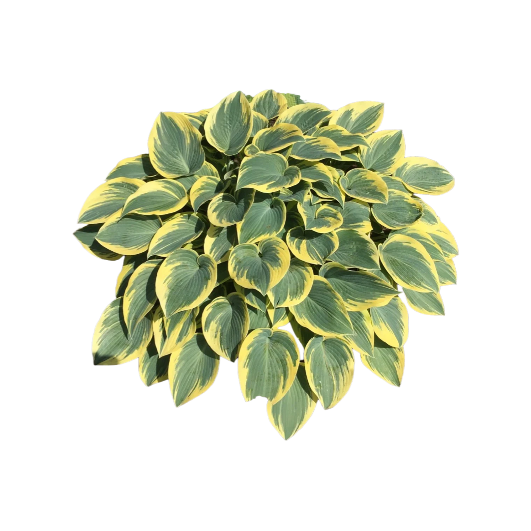 Hosta 'First Frost'