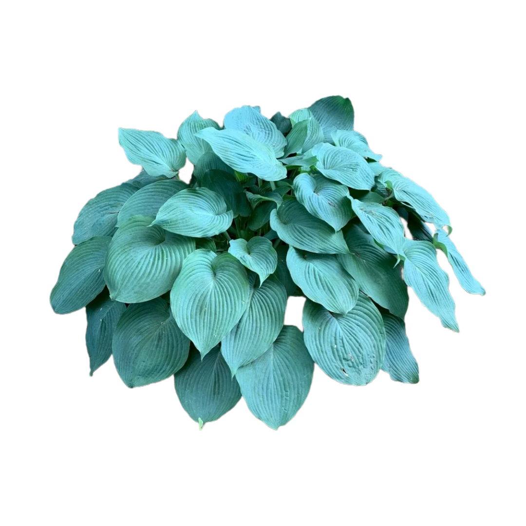 Hosta 'Hadspen Blue'