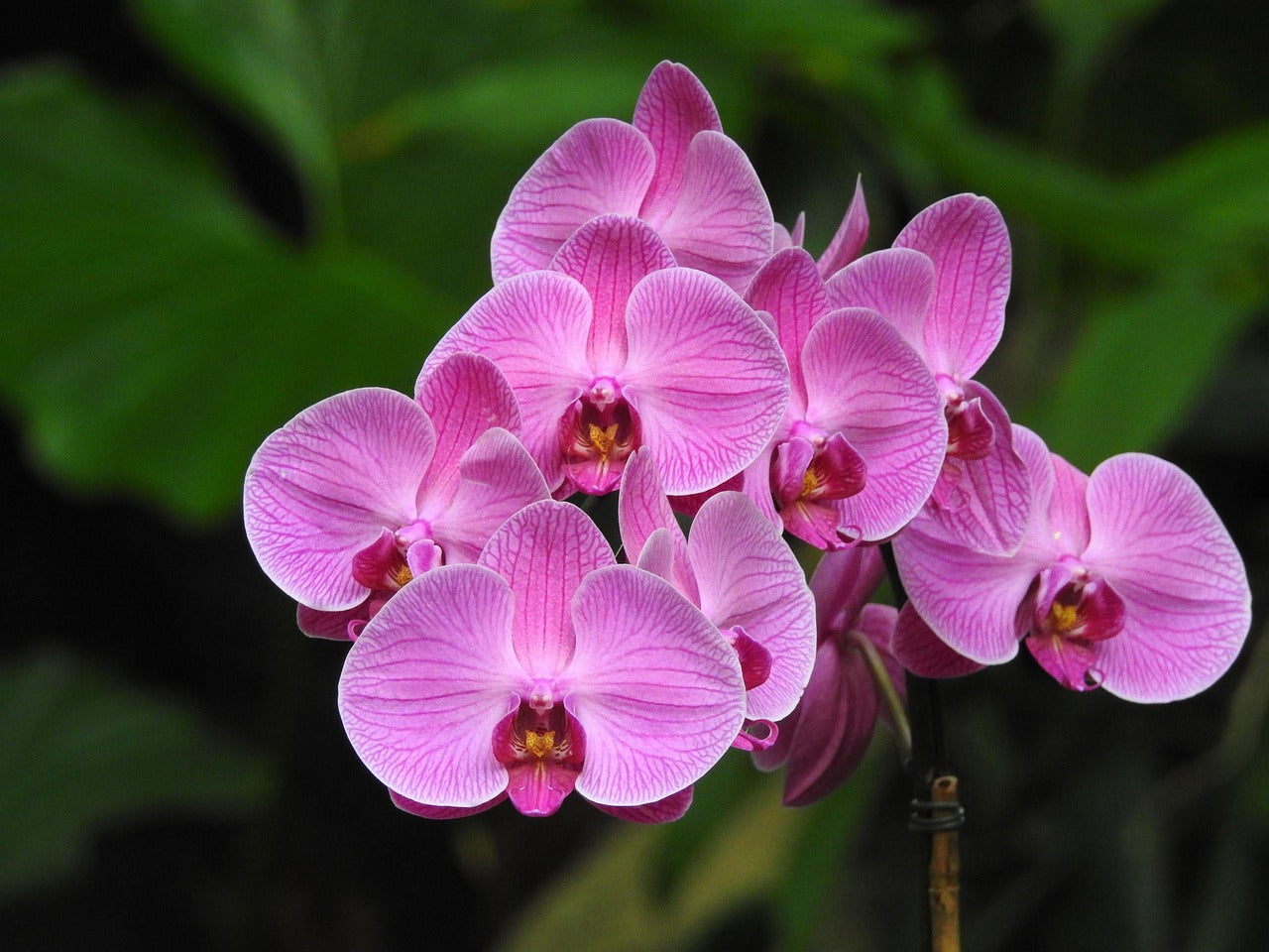 Phalaenopsis Purple