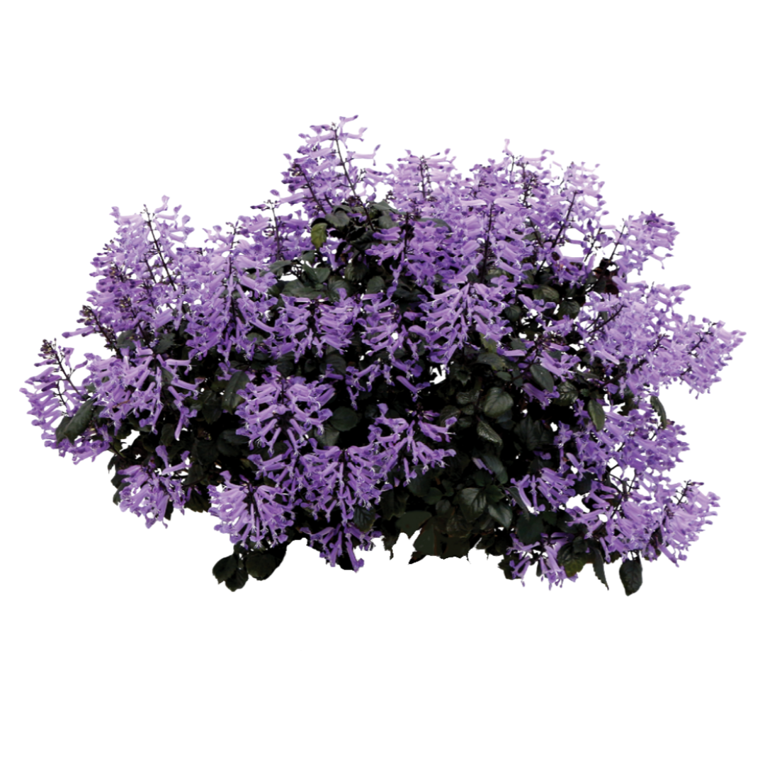 Plectranthus Velvet Elvis