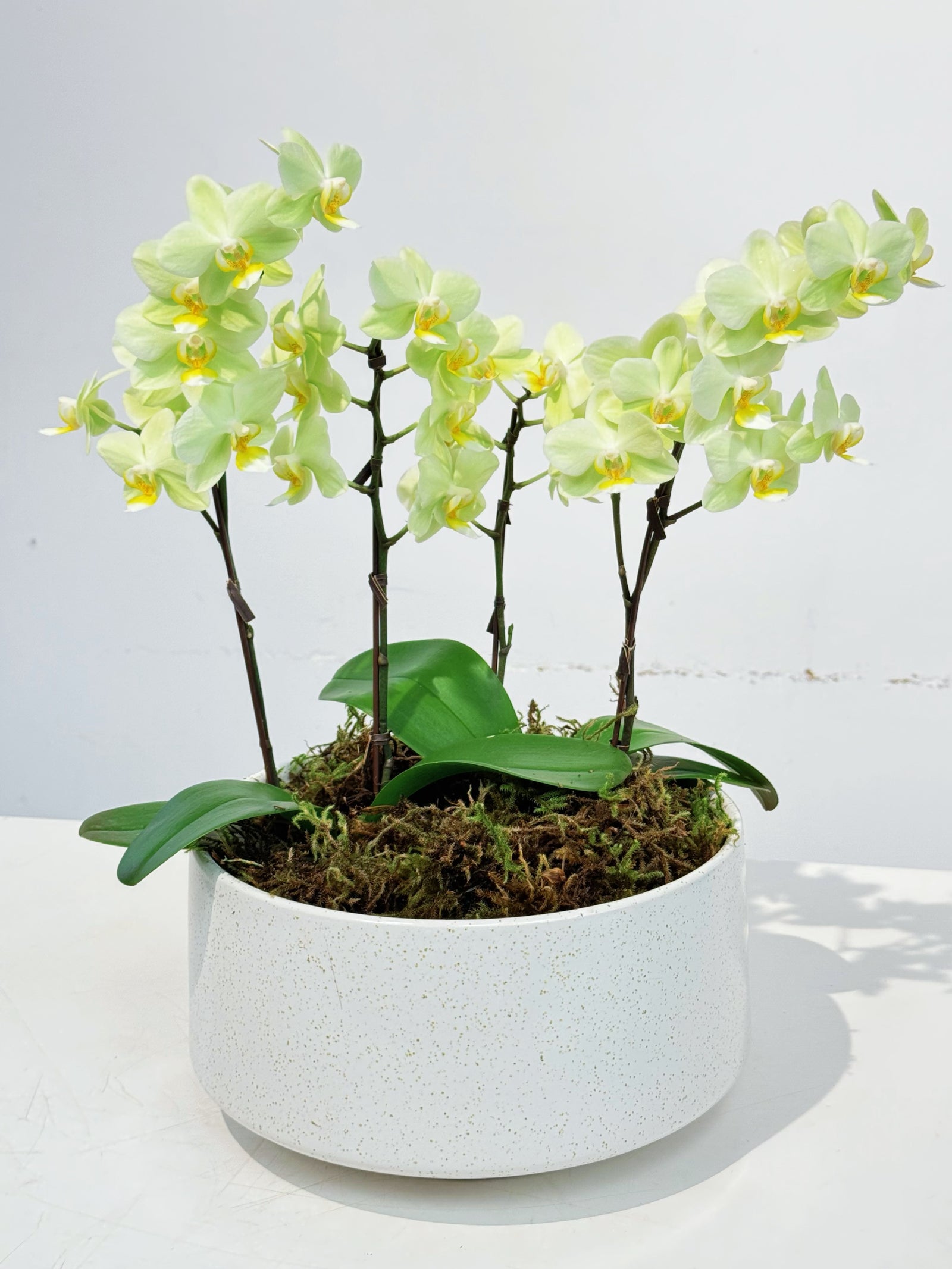 Potted mini Orchid