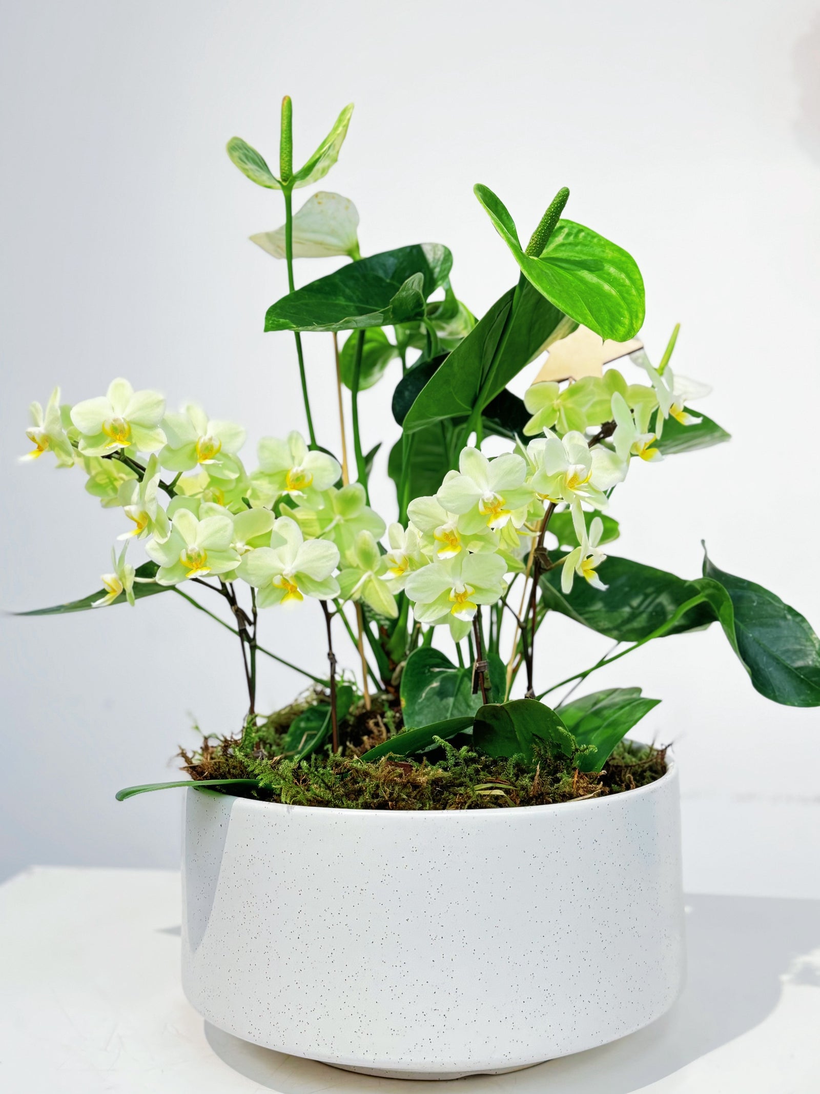 Potted Orchid with Anthurium