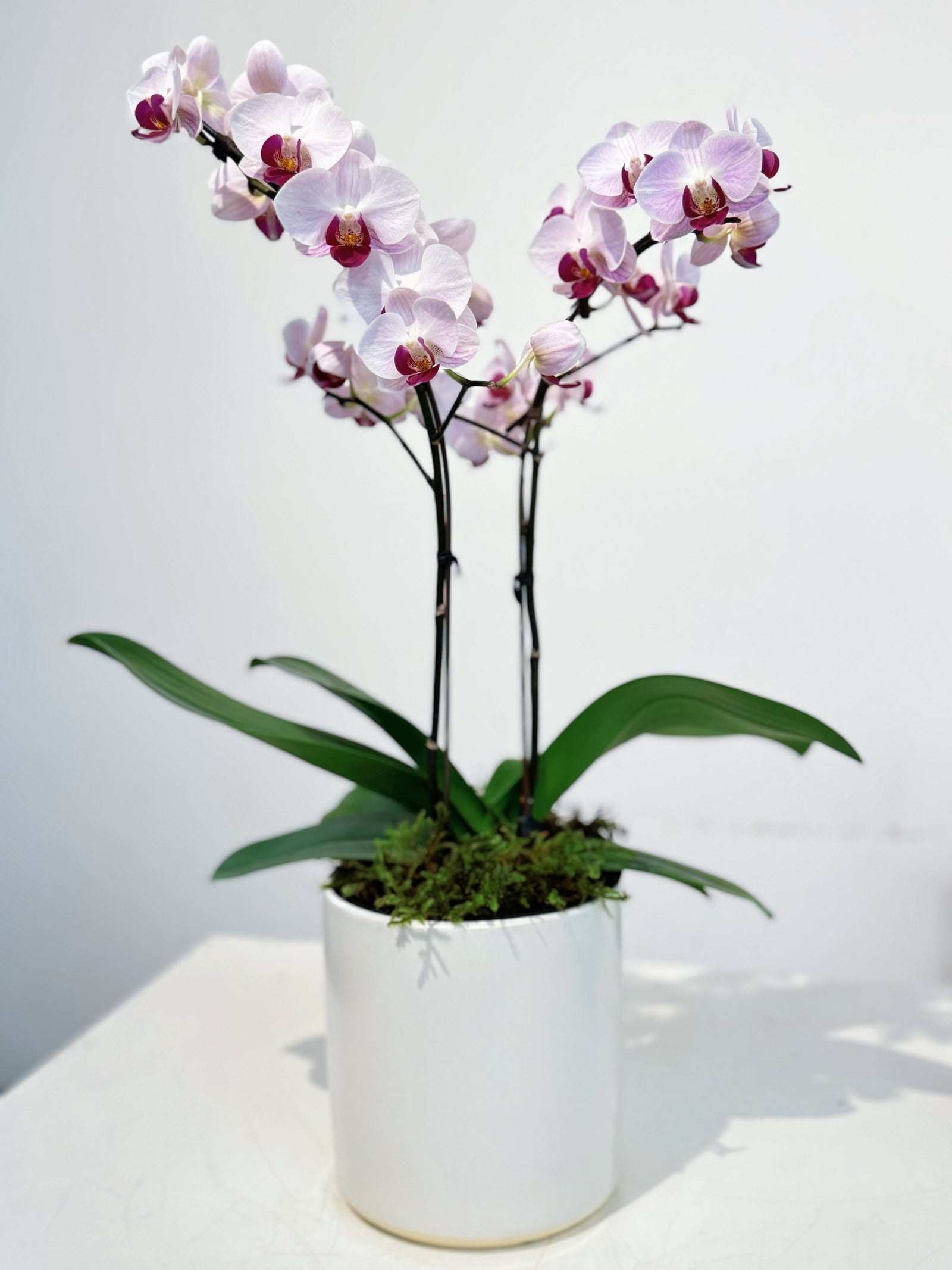 Royal Orchid