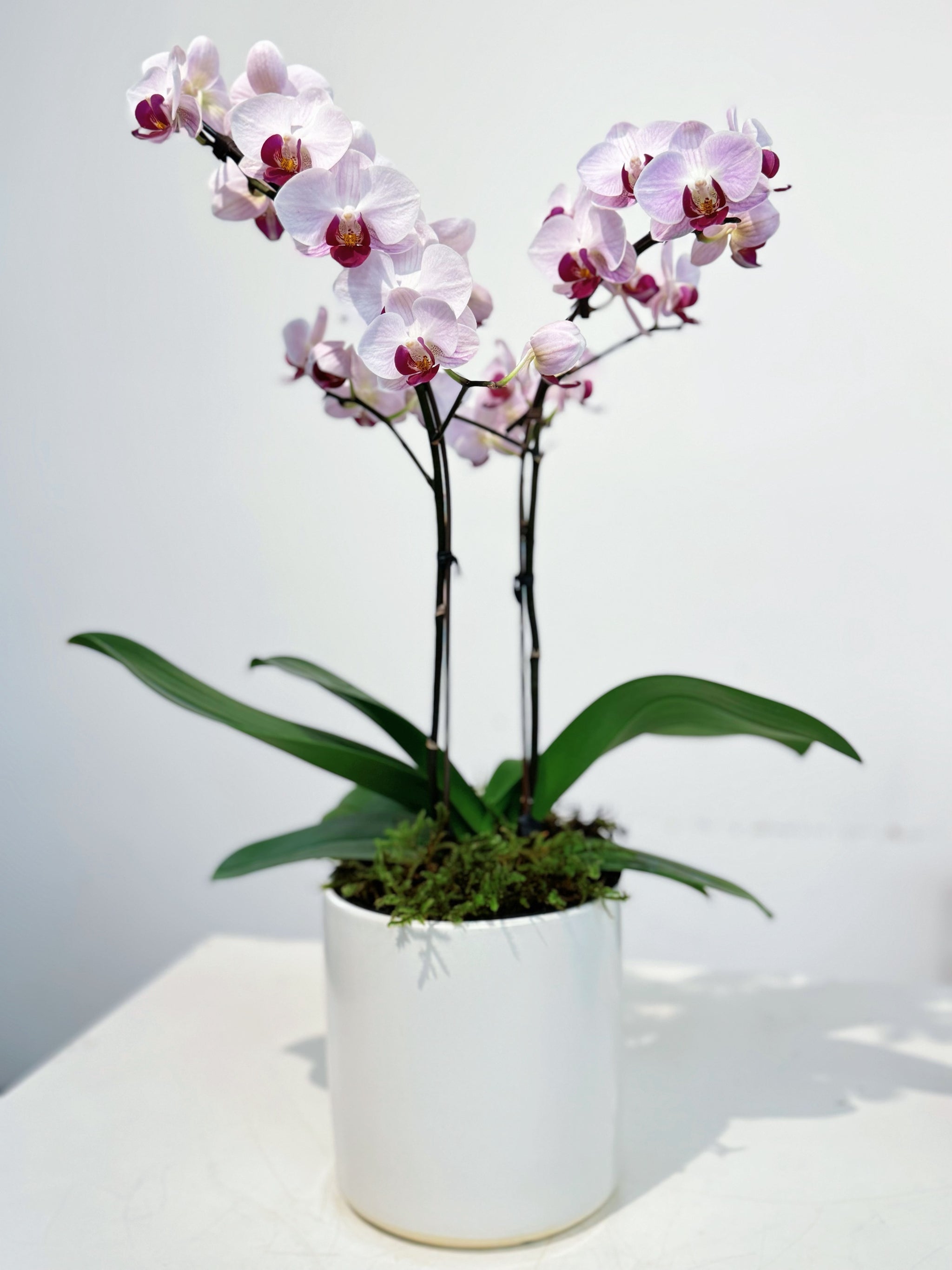 Royal Orchid