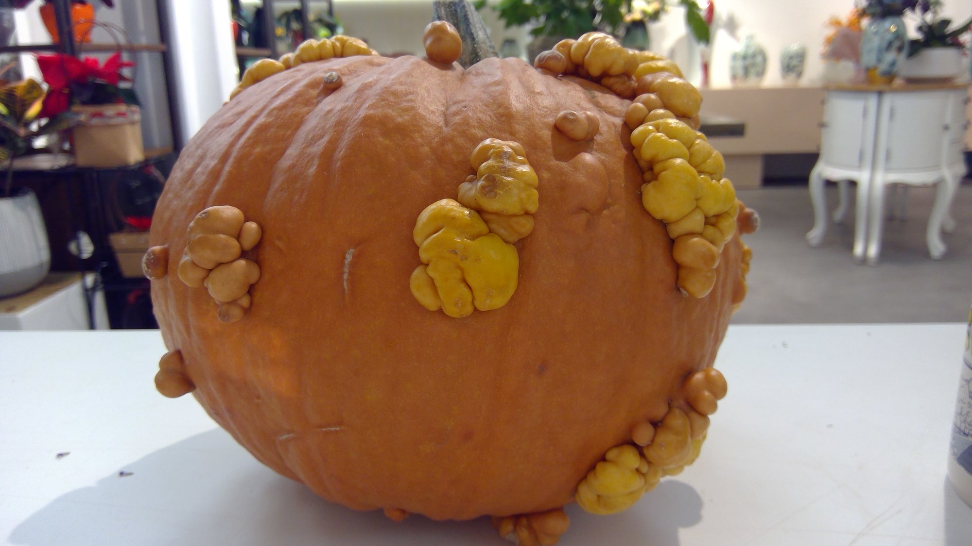 real Halloween pumpkin