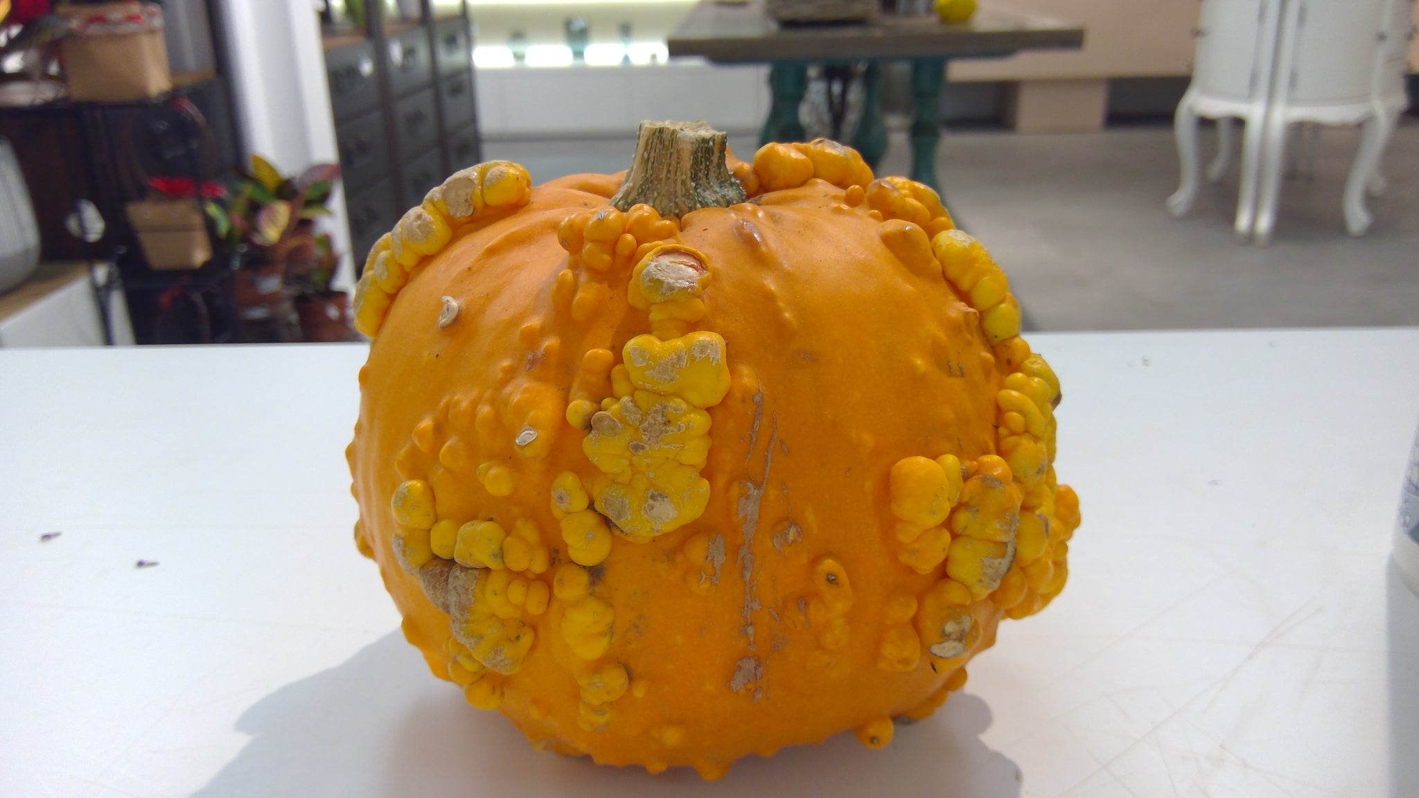 real Halloween pumpkin