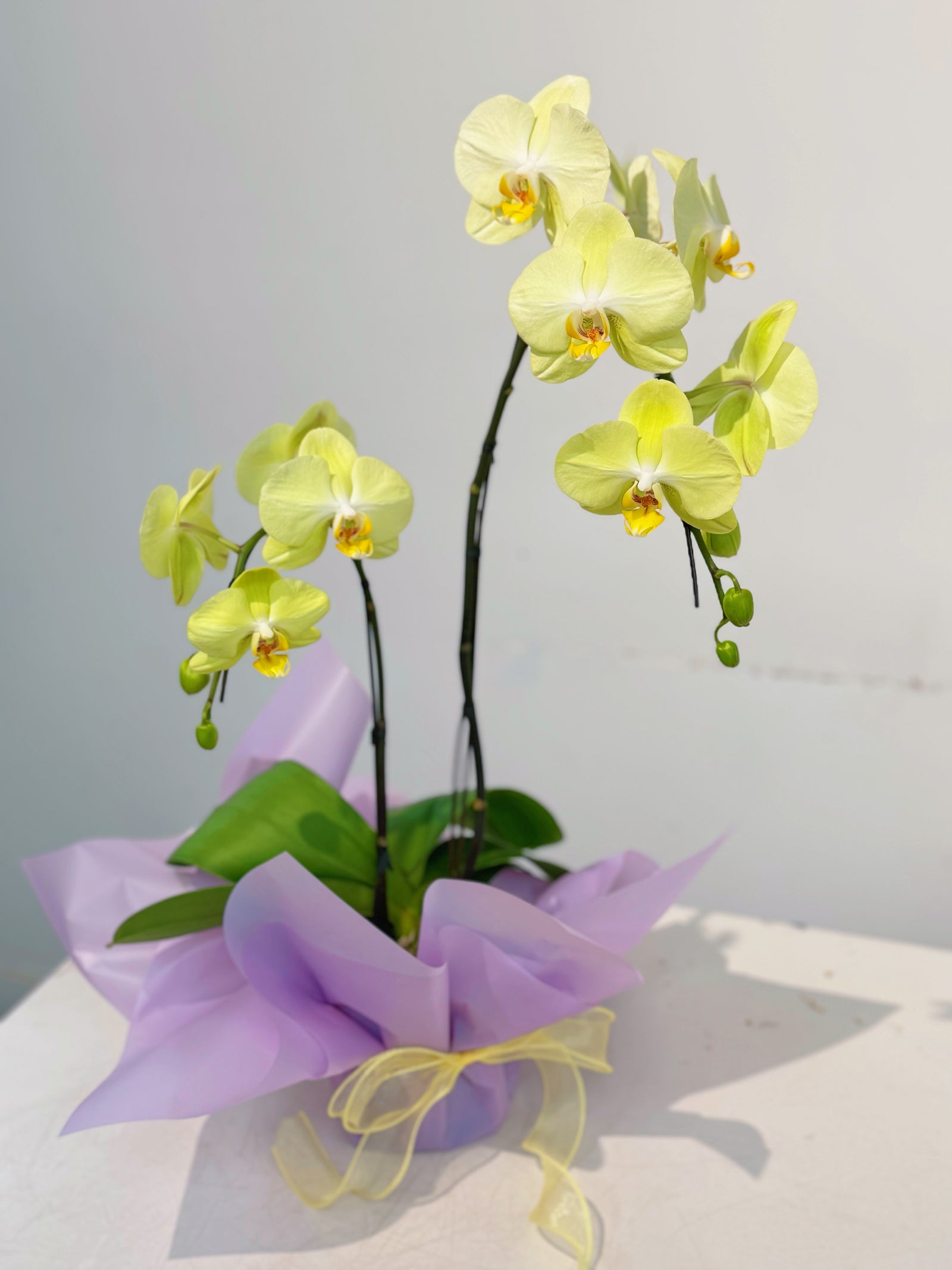 Yellow Orchid Double Spike