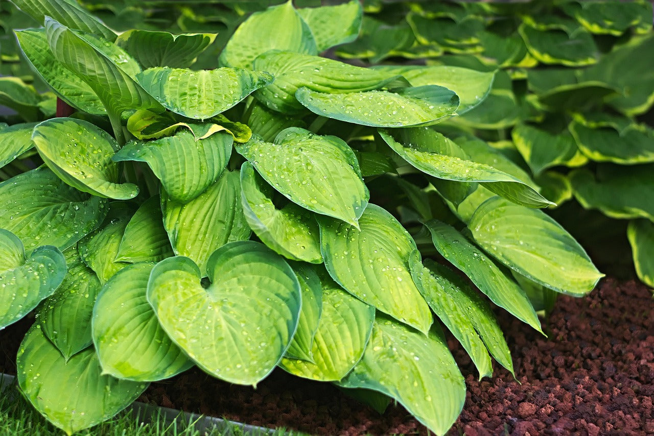 Hosta 'Guacamole'