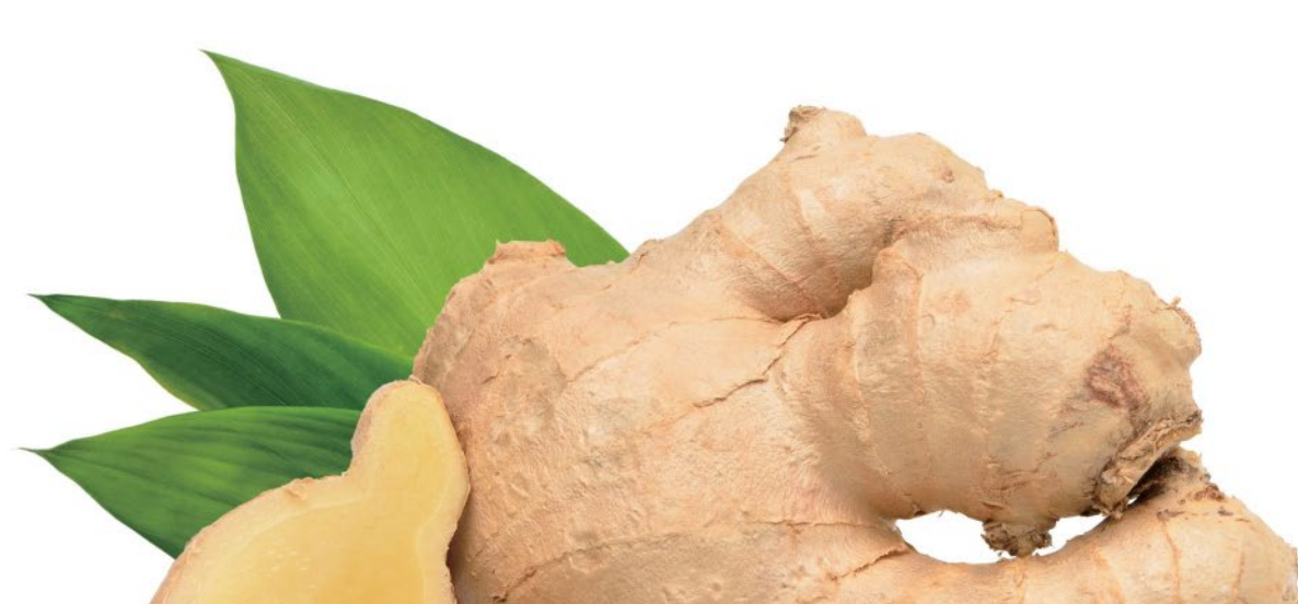 How to grow Ginger Indoors?