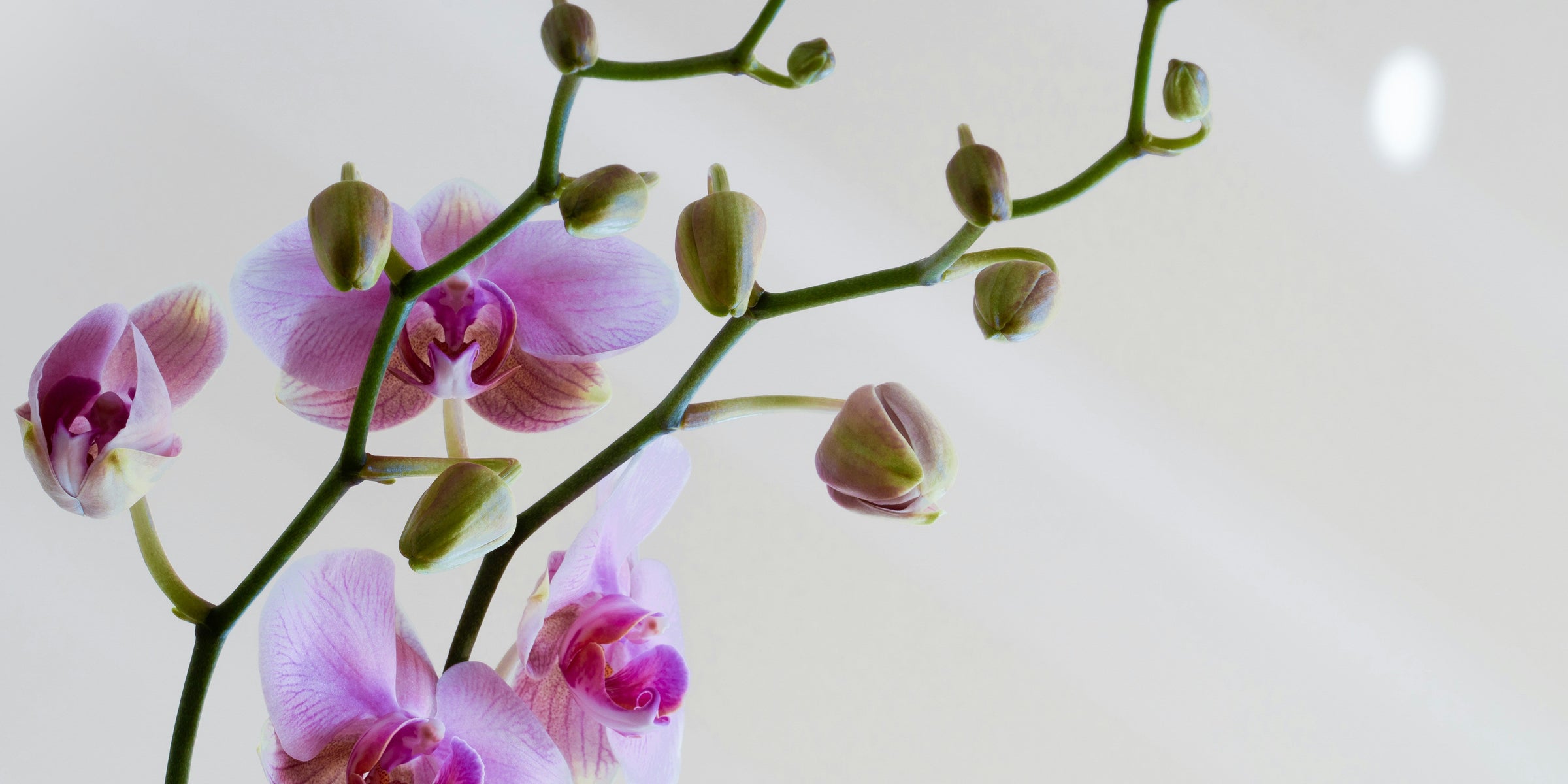 Orchid Garden