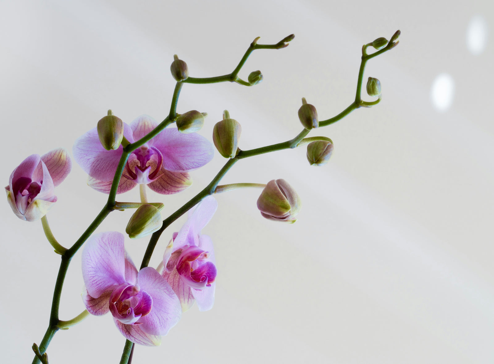 Orchid Garden