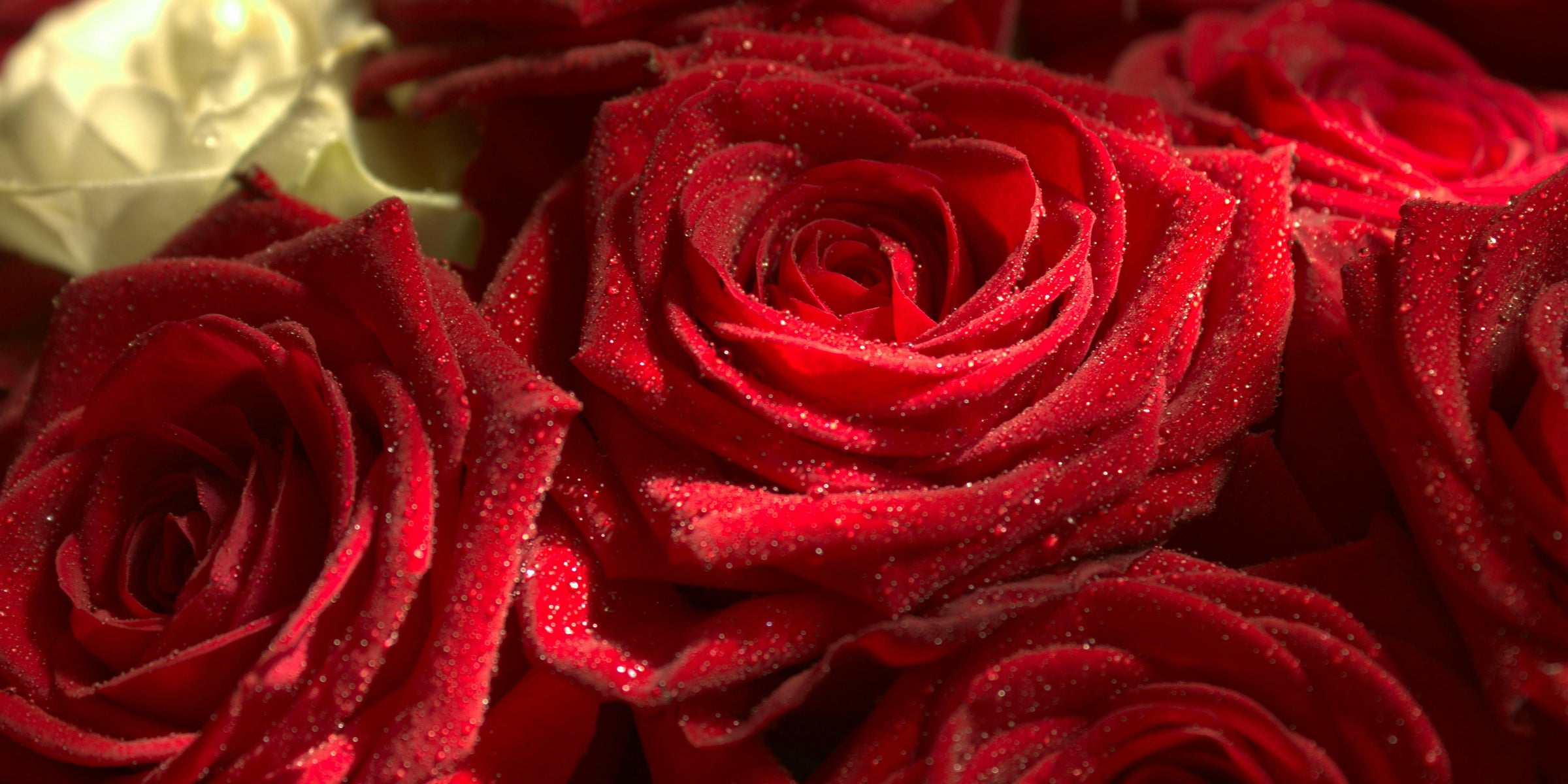 Romantic Rose Bouquets
