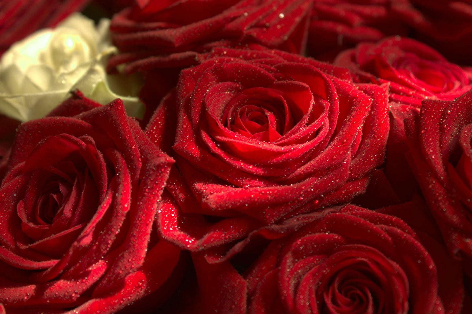 Romantic Rose Bouquets