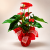 Red Anthurium Gift Plant