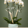 Sage Serenity Orchid Garden
