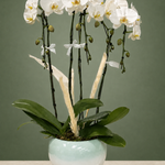 Sage Serenity Orchid Garden