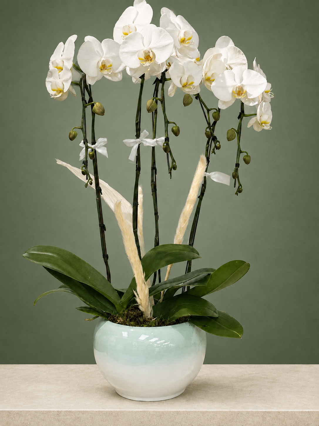 Sage Serenity Orchid Garden