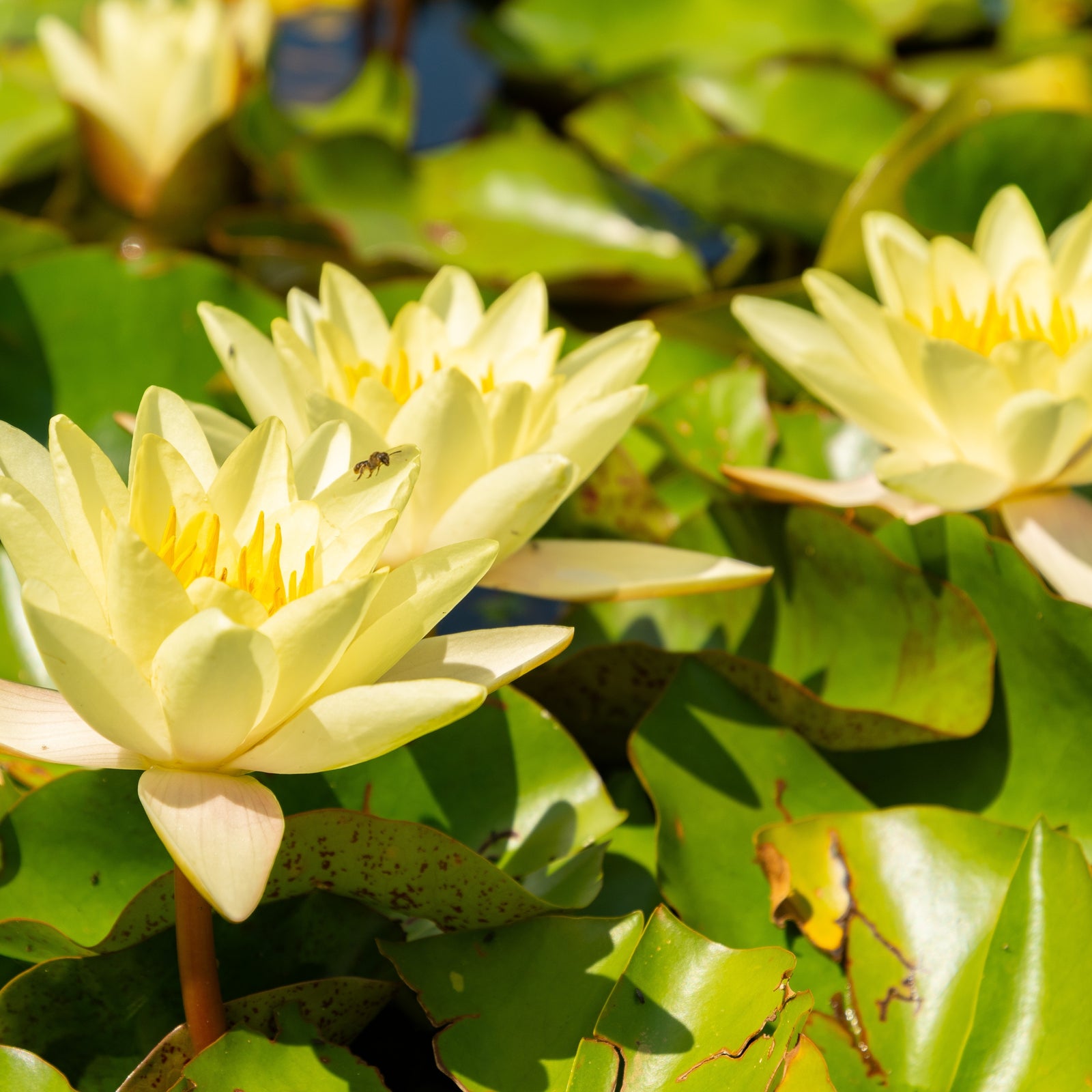 Nymphaea Marliacea Chromatella