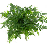 White Rabbit Foot Fern