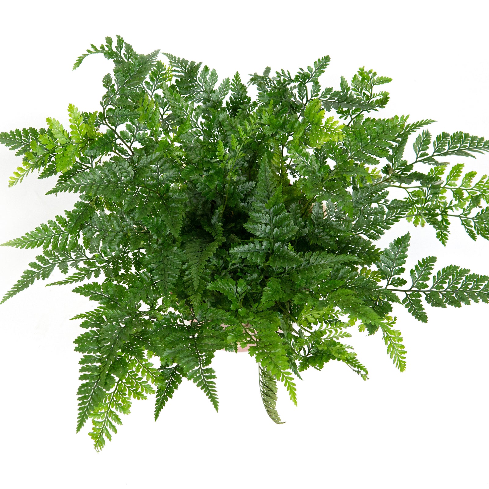 White Rabbit Foot Fern-BL