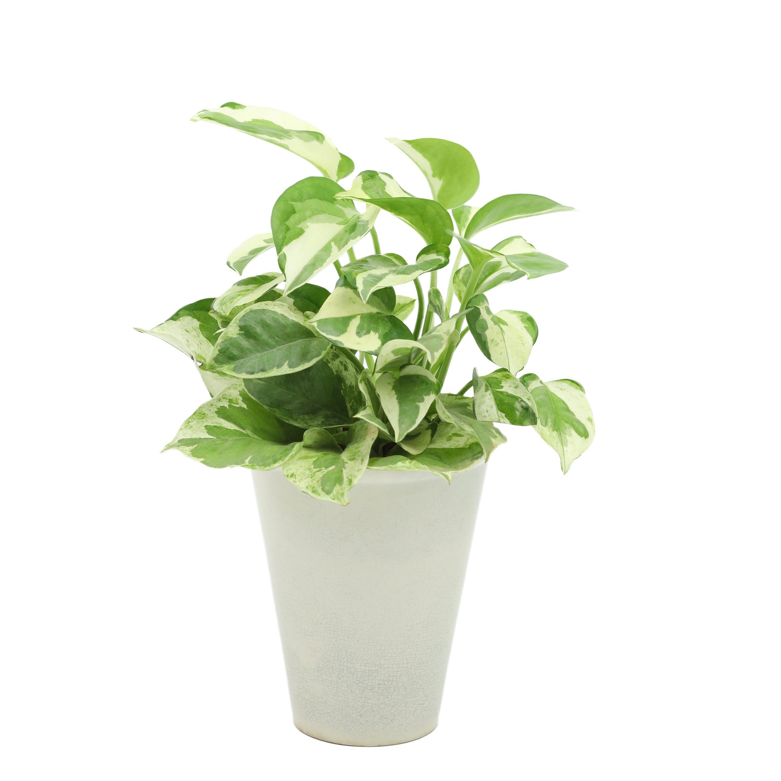 Pothos, Pearl & Jade