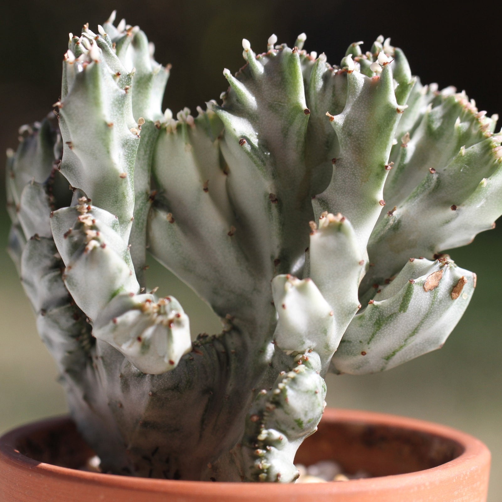 Cactus Spurge