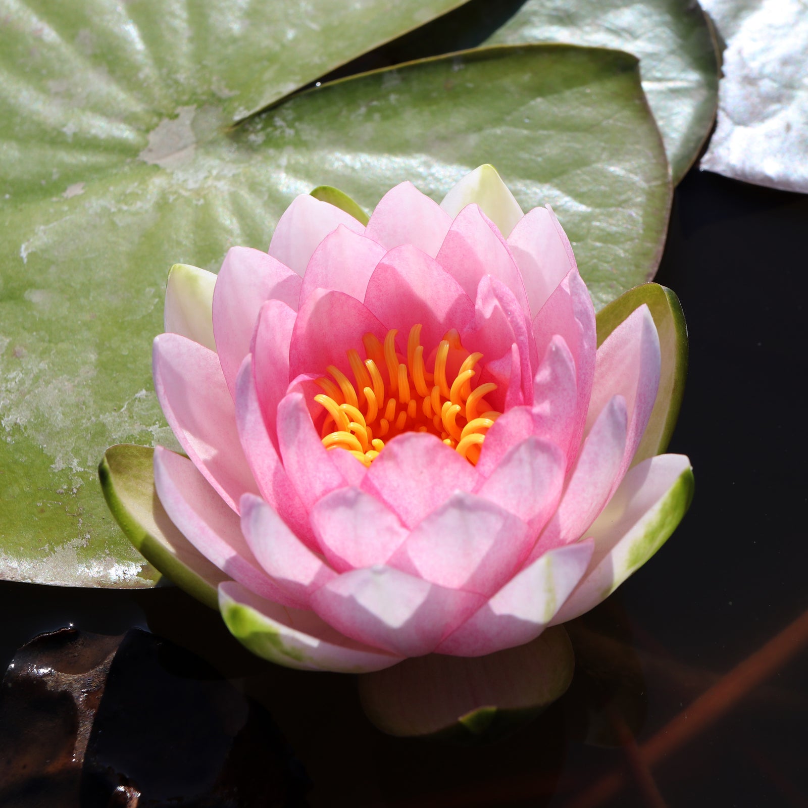 Nymphaea Hollandia