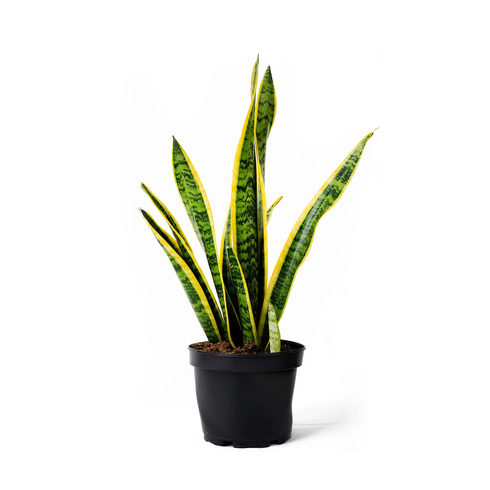 Snake Plant-BL