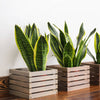 Snake Plant-BL