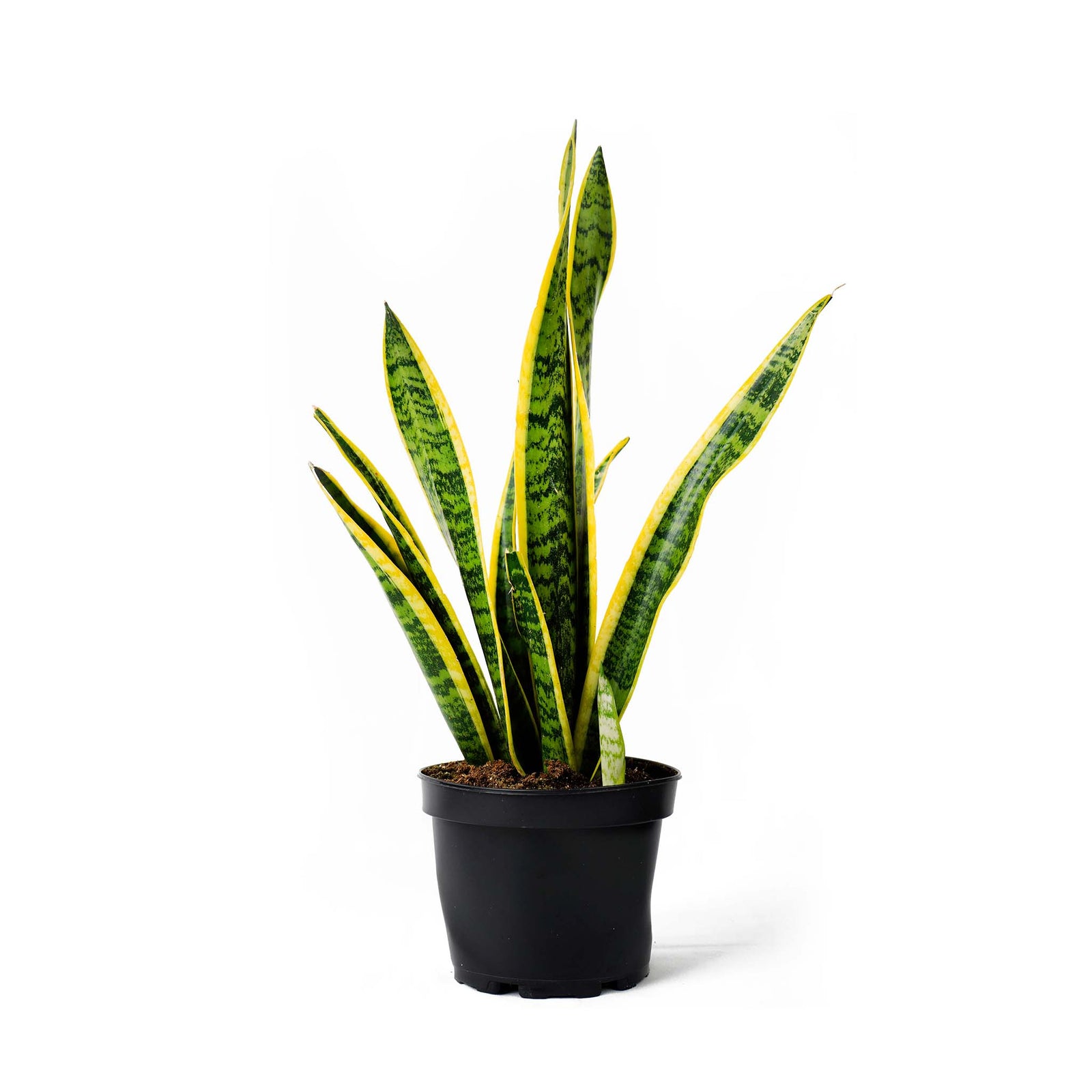 Snake Plant BL