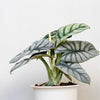 Alocasia Silver Dragon