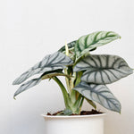 Alocasia Silver Dragon