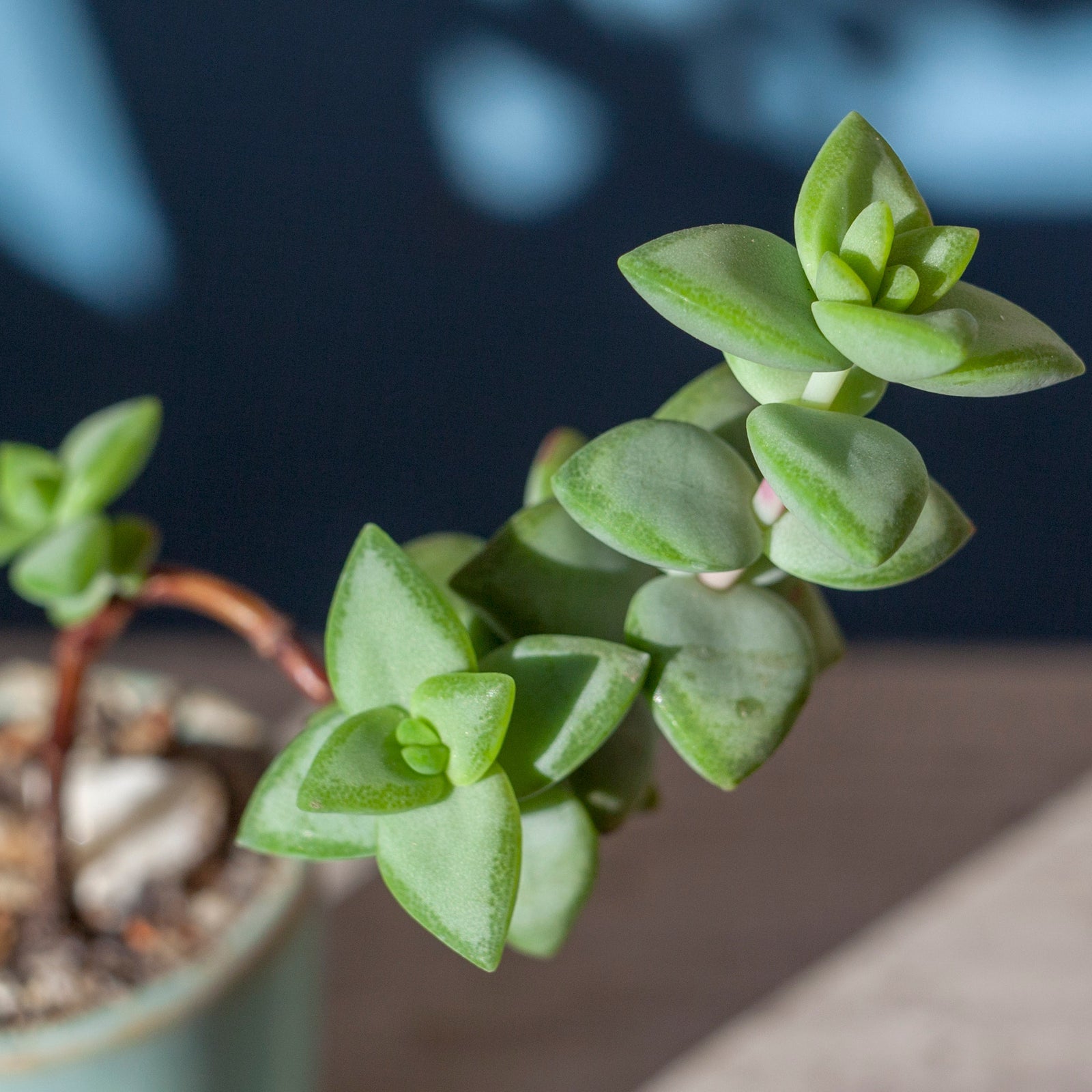 Crassula conjuncta