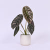 Alocasia Cuprea Red Secret