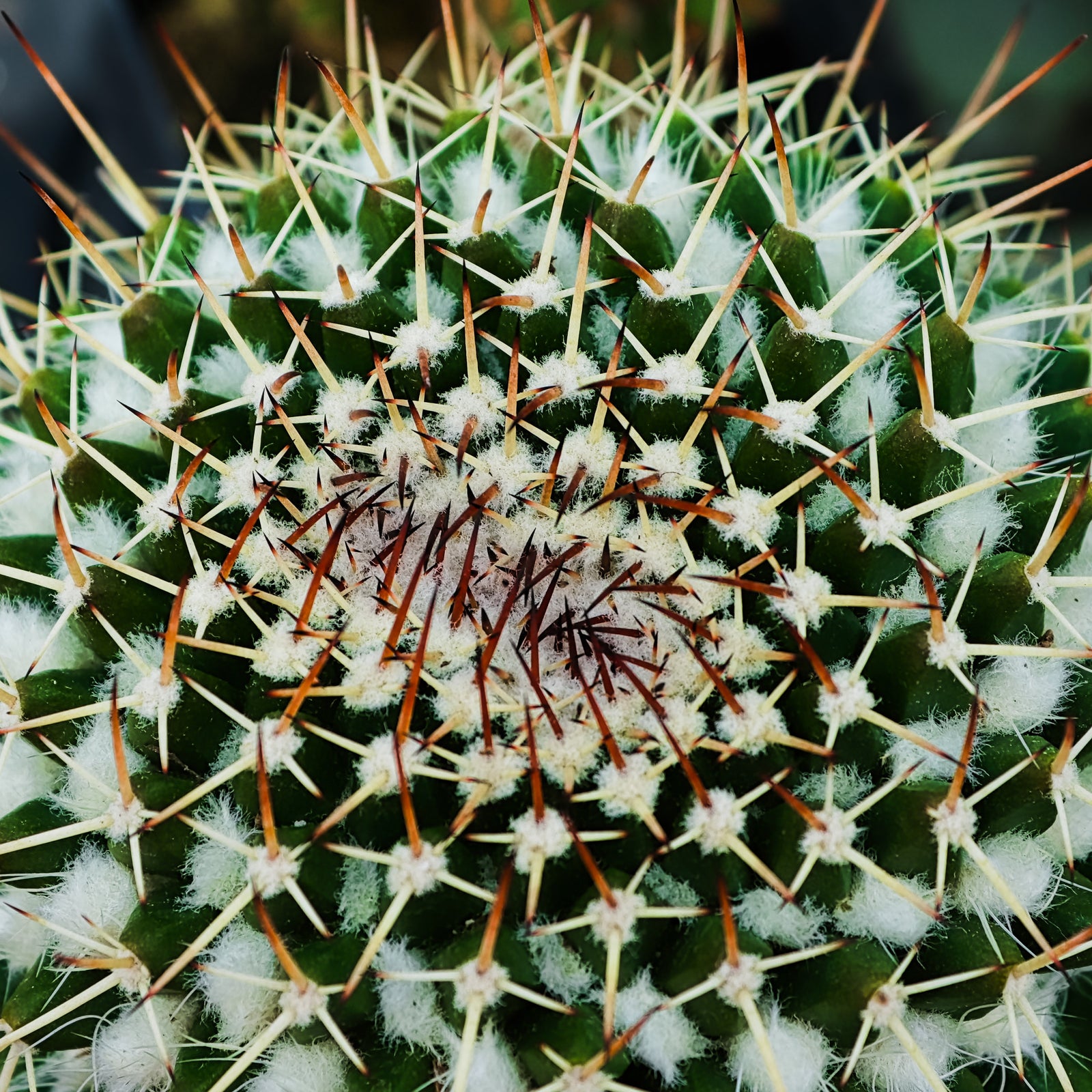 Silver Arrows Cactus