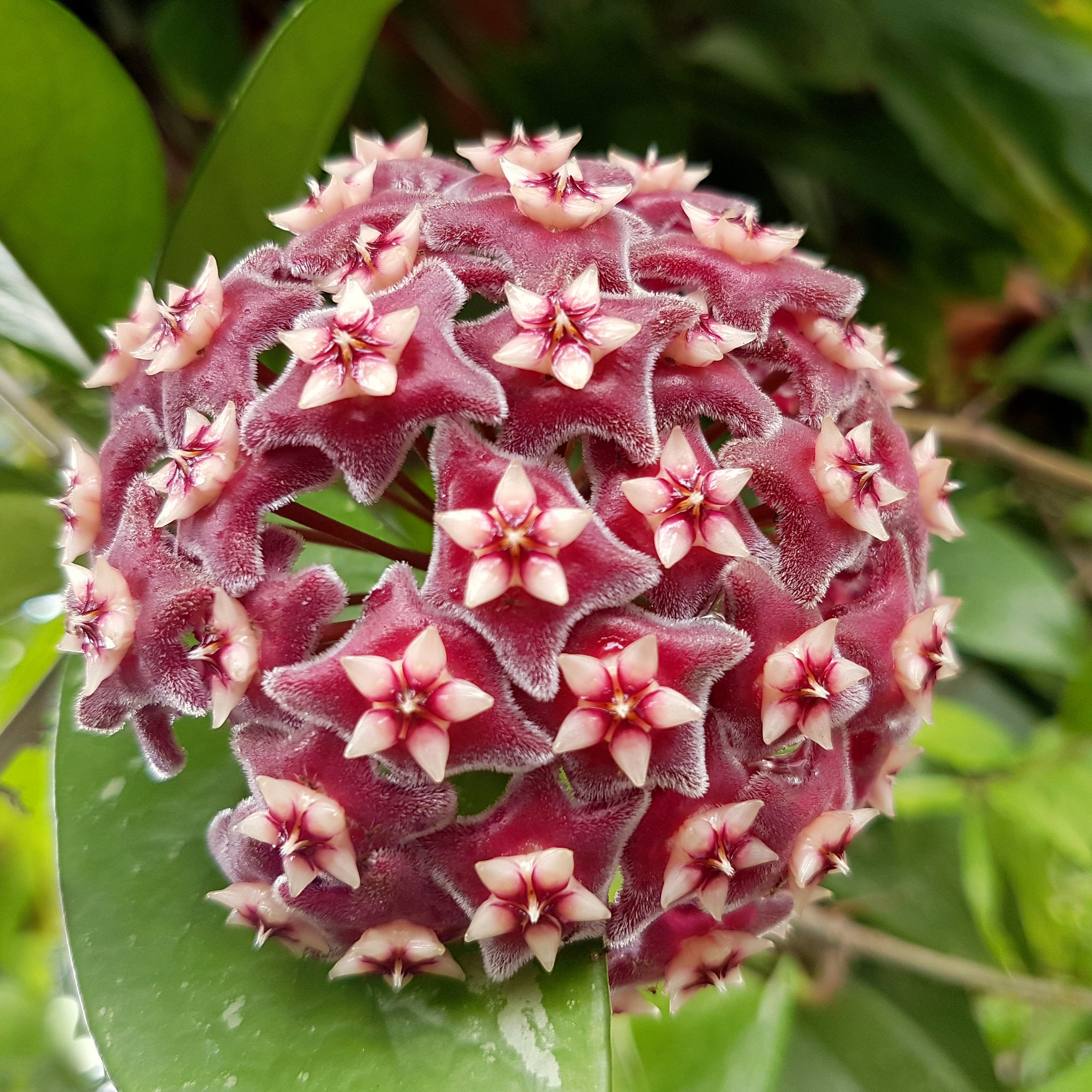 Hoya Pubicalyx-BL