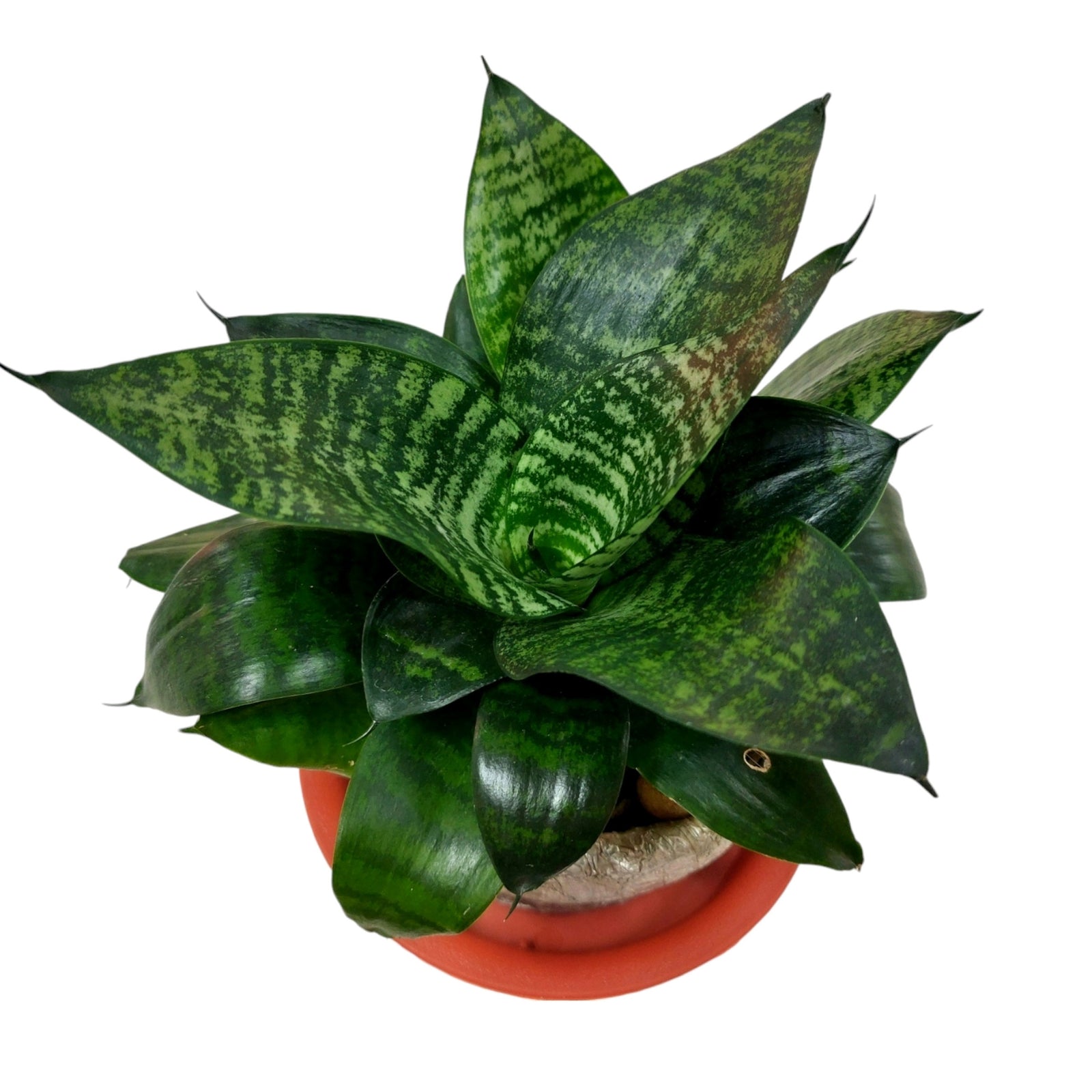 Sanseveria-Futura Assorted-BL