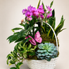 Orchid Oasis Basket