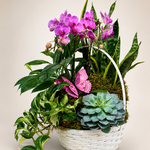 Orchid Oasis Basket