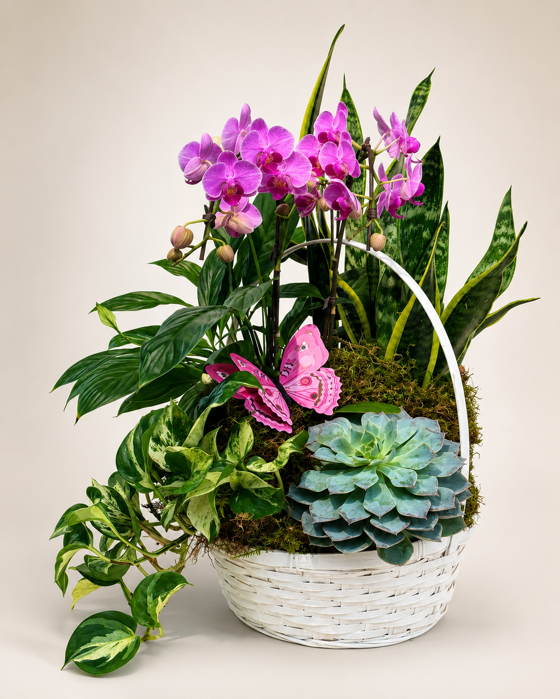 Orchid Oasis Basket