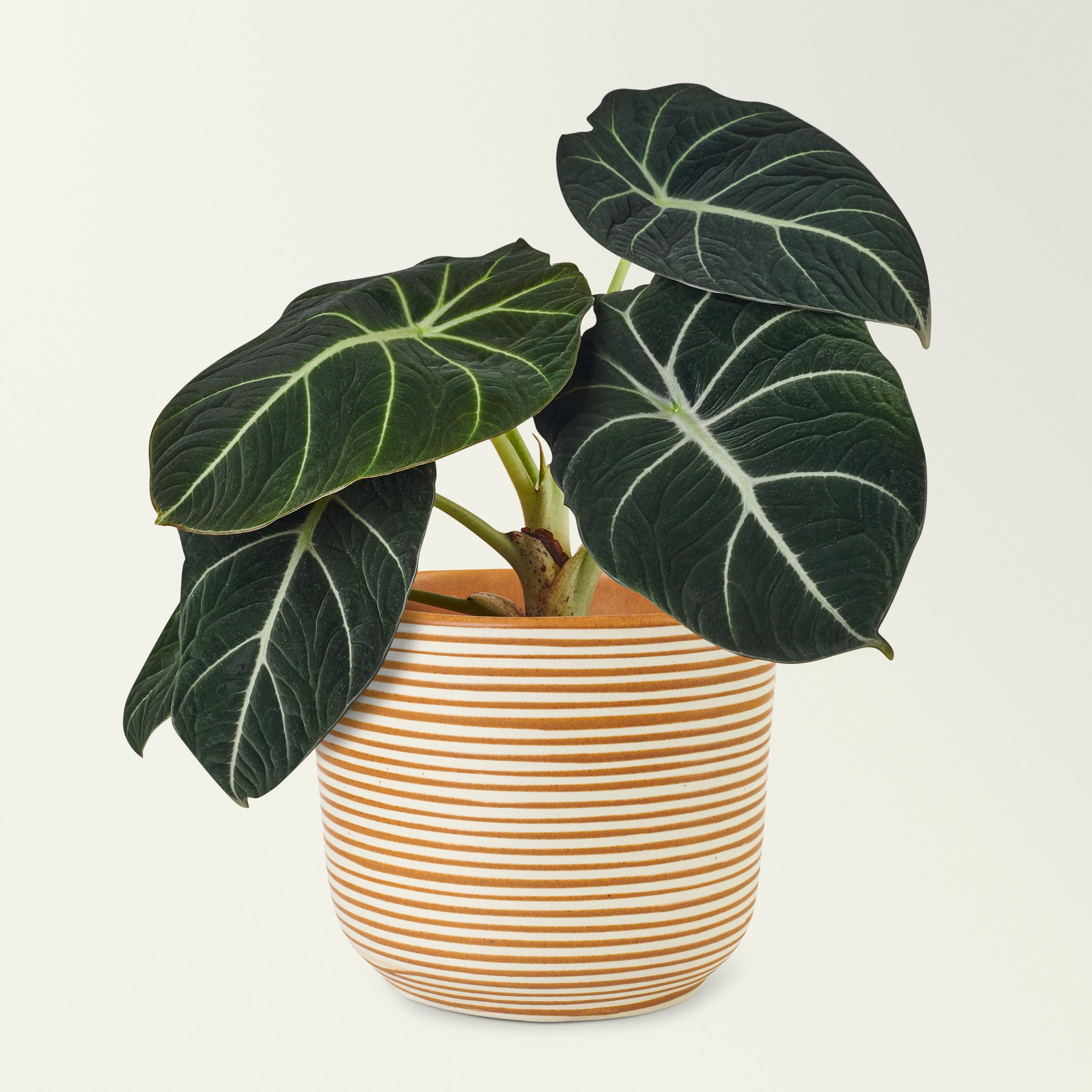 Alocasia Black Velvet