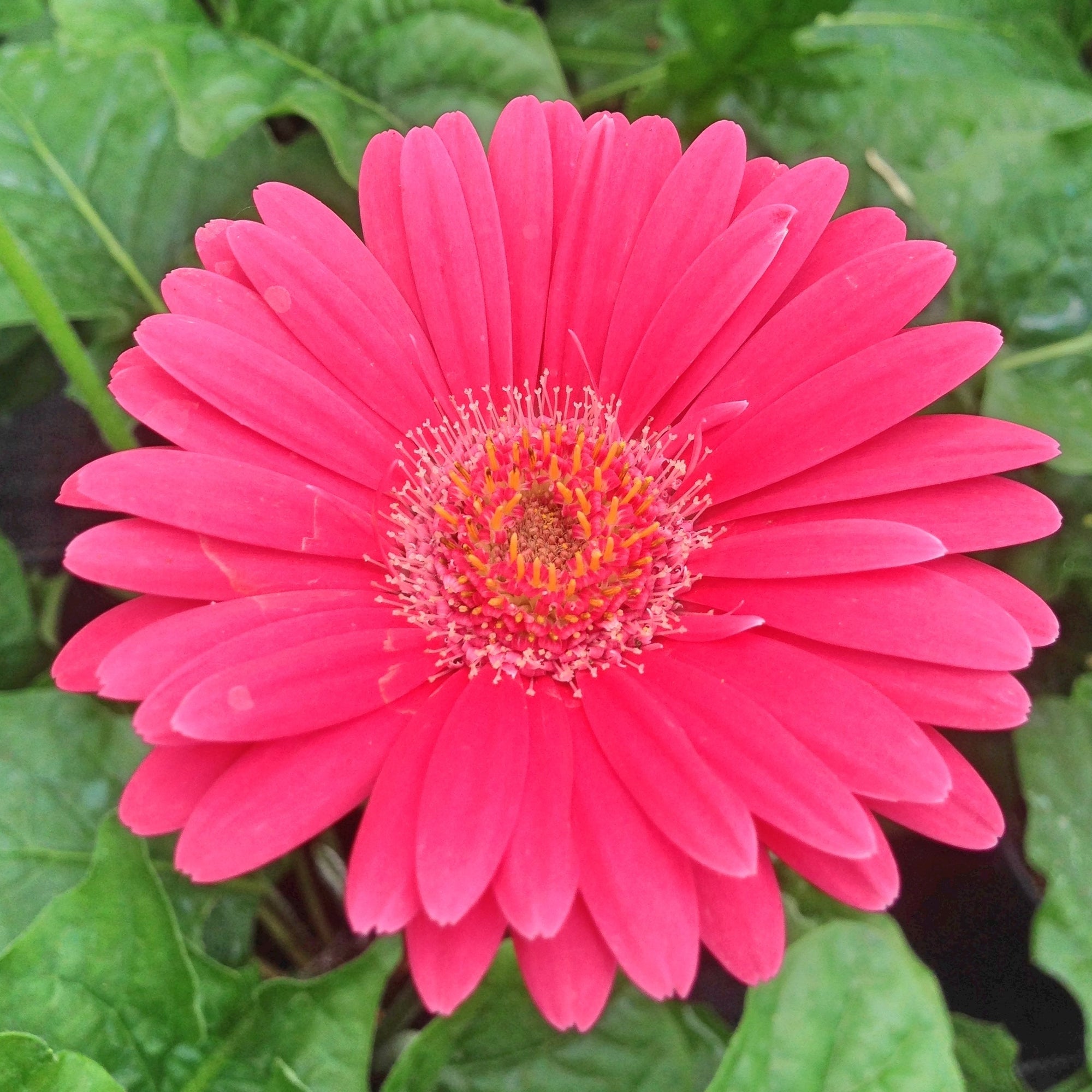 Garvinea Gerbera-BL