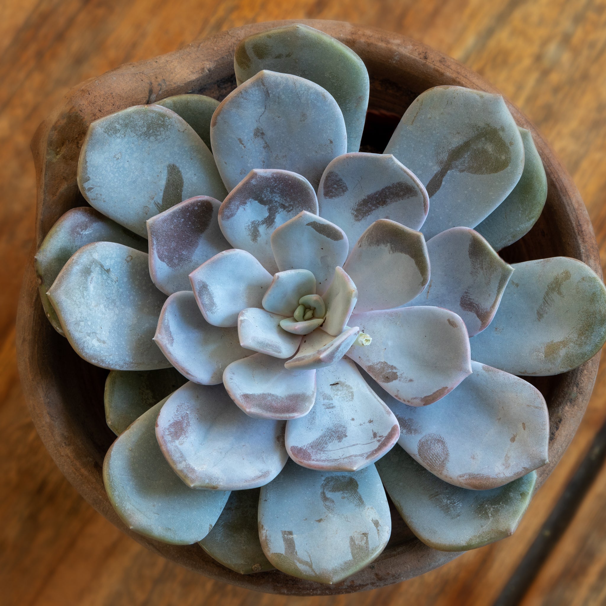 Peacock Echeveria