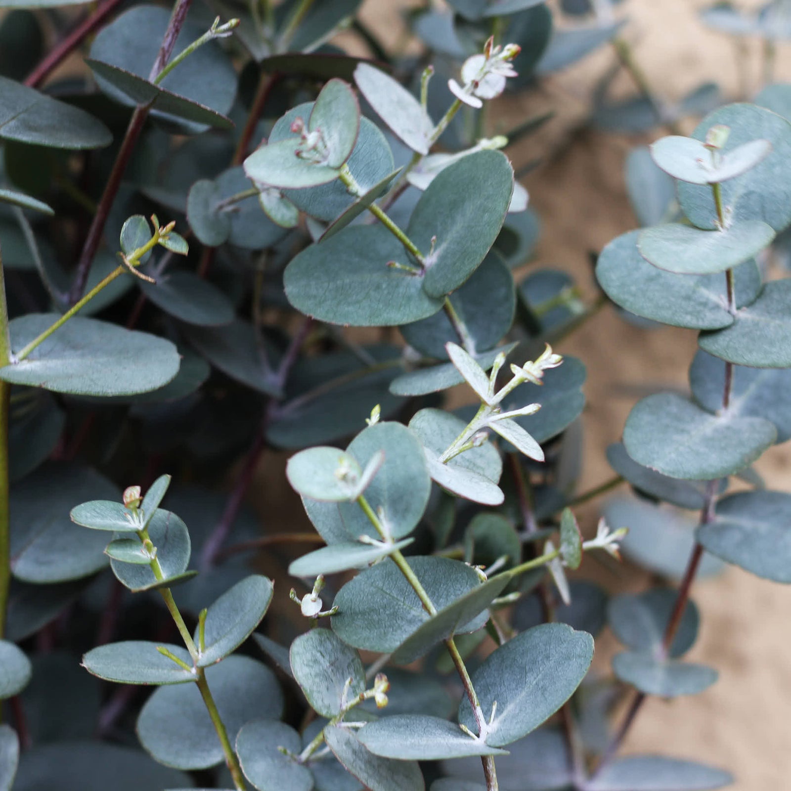 Eucalyptus Silver Drop