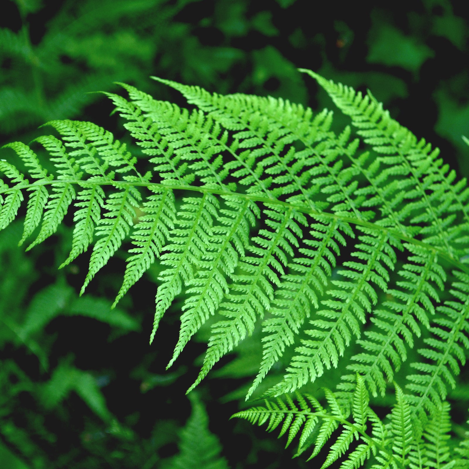 Fern